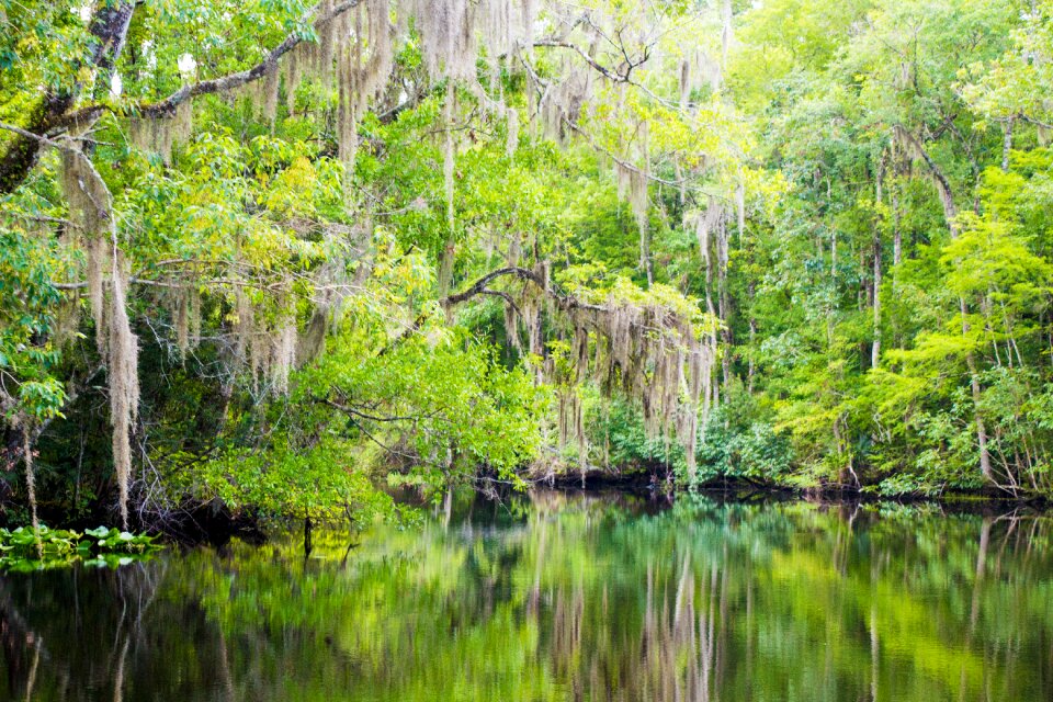 Wild swamp landscape