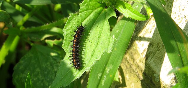 Macro worm colombia