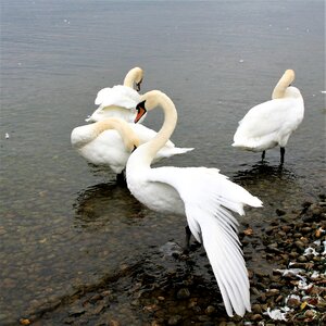 White beautiful water bird