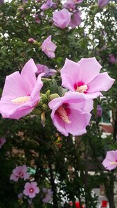 Rose of sharon pink flowers photo