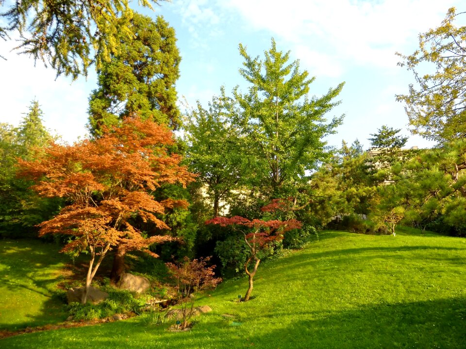 Japanese garden autumn leaves wood