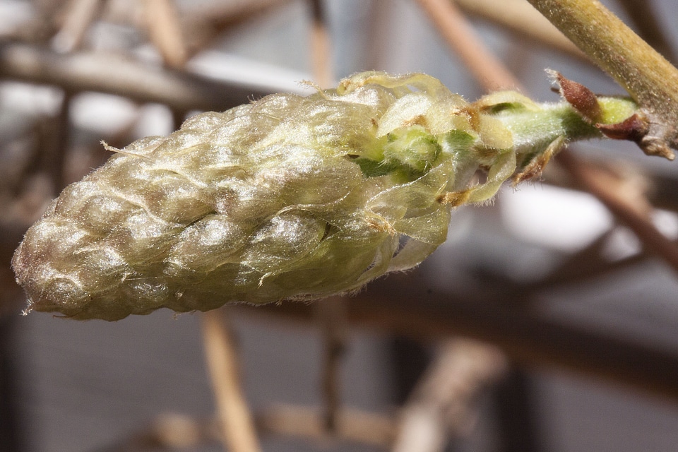 Glycinen ticular inflorescence