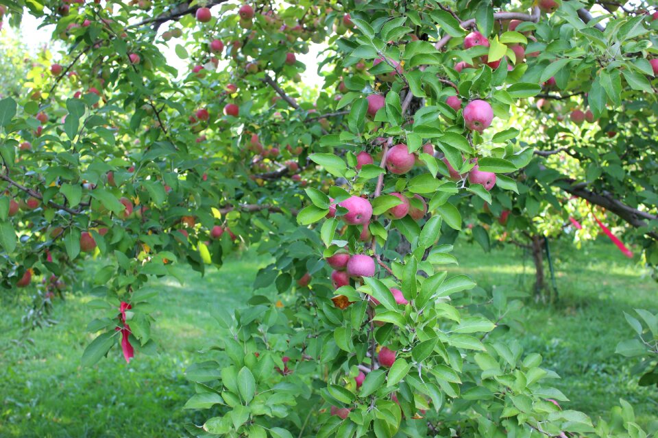 Harvest fruit red