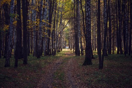 Autumn sheet park