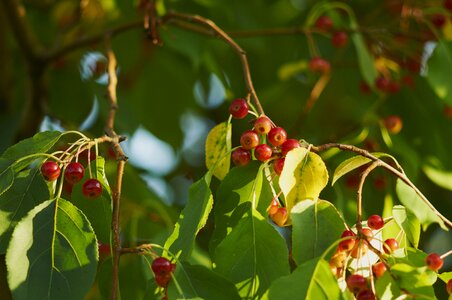 Fruit nature apple
