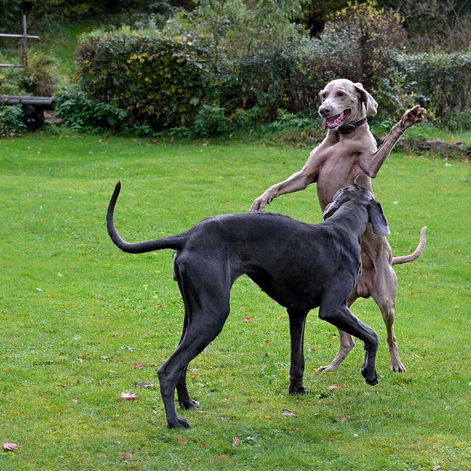 Hande hoch weimaraner great dane