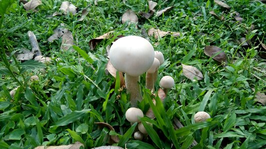 Garden dust mushrooms vietnam photo