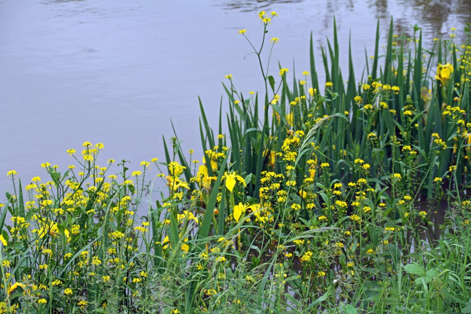 Flowers yellow river