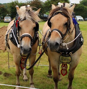 Equine draught horse