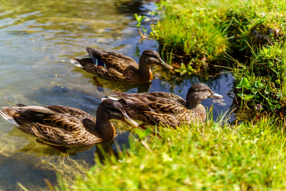 Bird wildlife nature