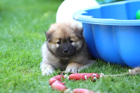 Pet animal cute