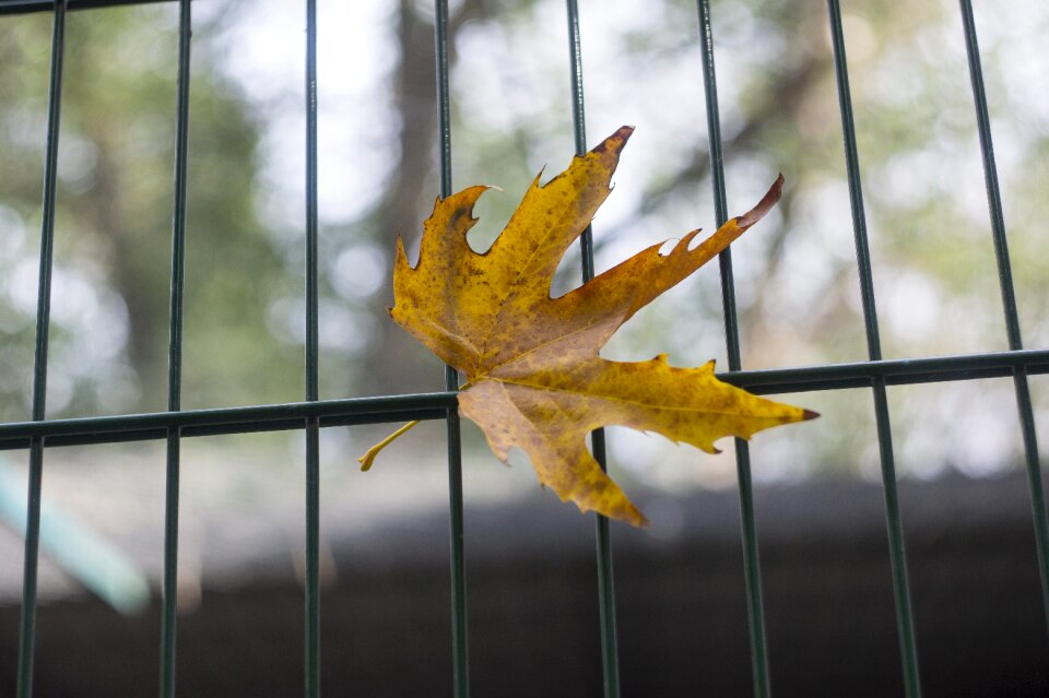 Withered abandonment fallen leaves