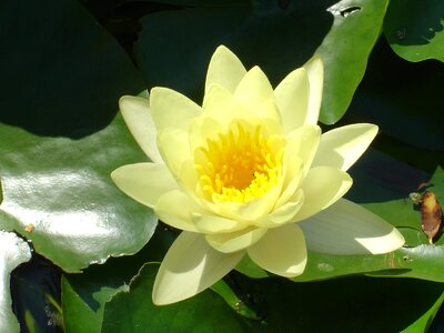 Lake rose yellow water lily pond plant photo