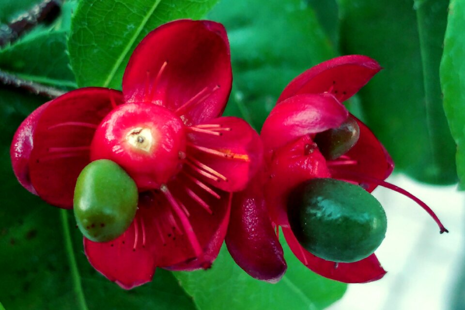Flower nature color