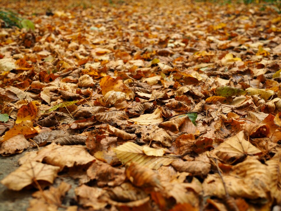 Fall color nature autumn light