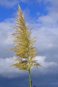 Bloom grasses close up