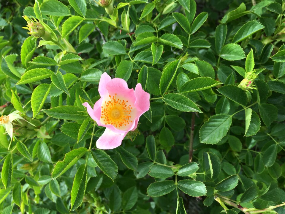 Rosehip flower anatolian plants turkey