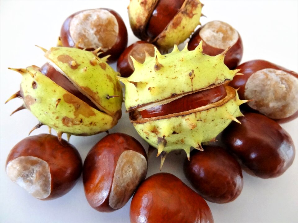 Nature fetus fruits of autumn
