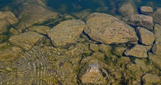 Fish animal ripples photo