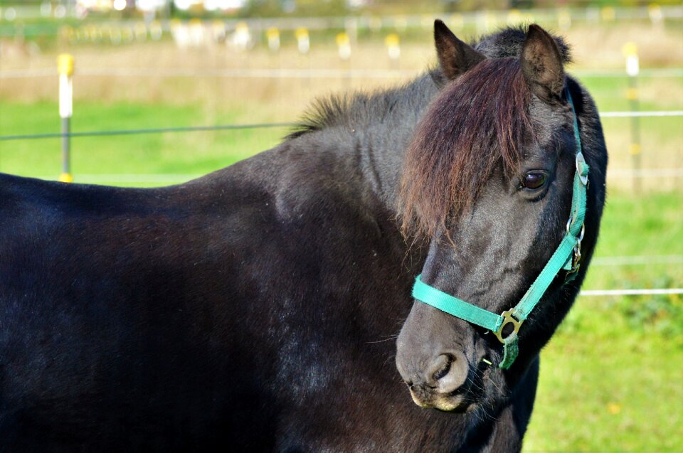 Equestrian coupling animal