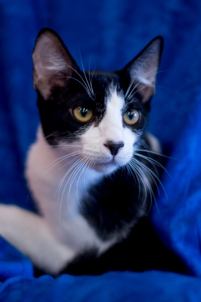 Domestic kitten feline