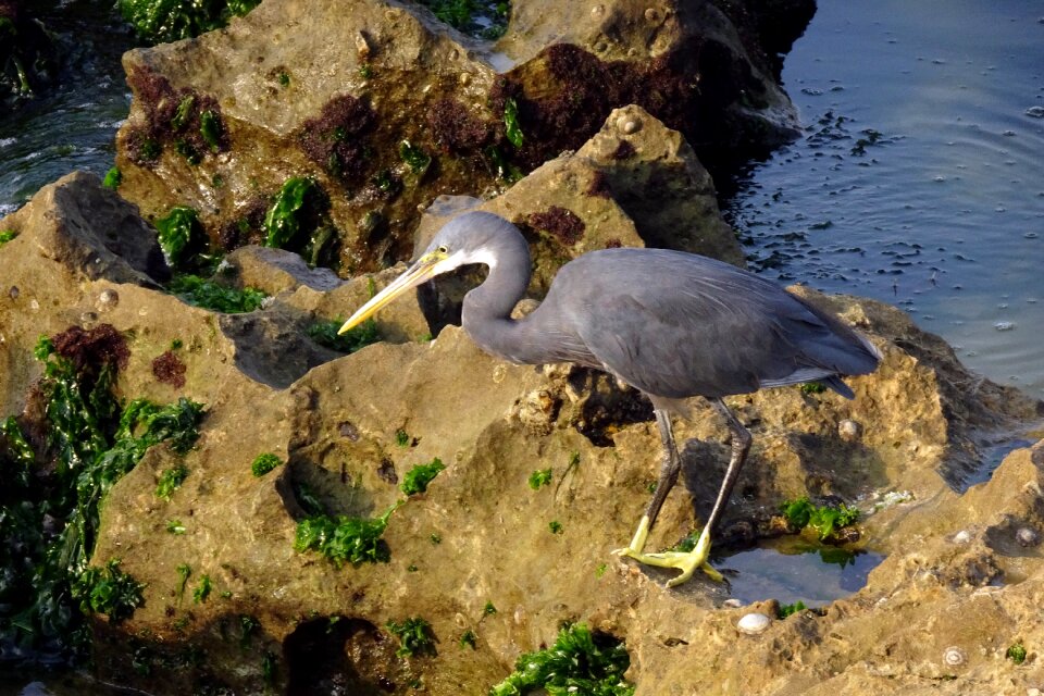 Egretta gularis western reef egret fauna photo