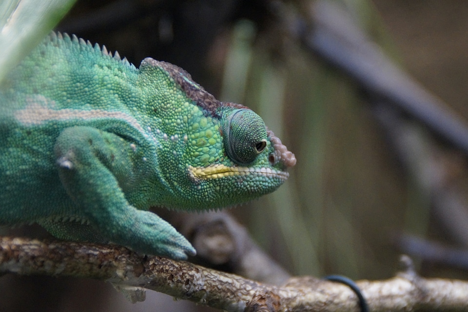 Animal head chamaeleonidae