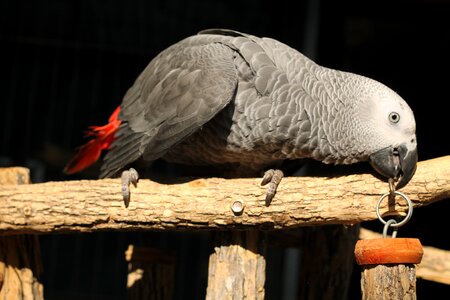Exotic tropical pet