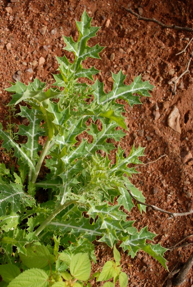 Mountain gro tlapa de comonfort
