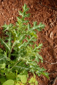 Mountain gro tlapa de comonfort