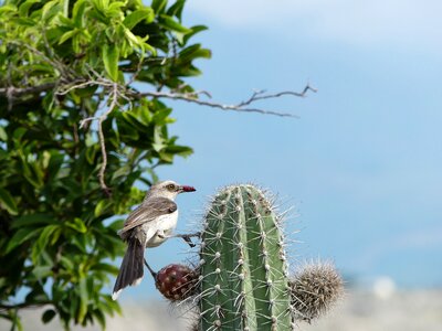 Cactus desert tacacoa colombia
