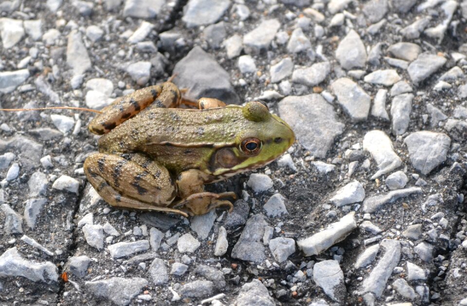 Frog nature