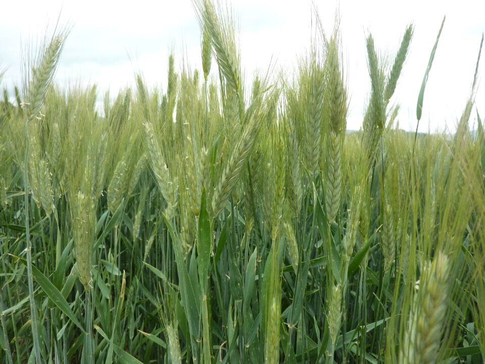 Nature ear grain