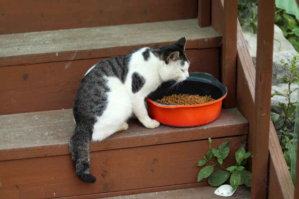 Cat pet pets