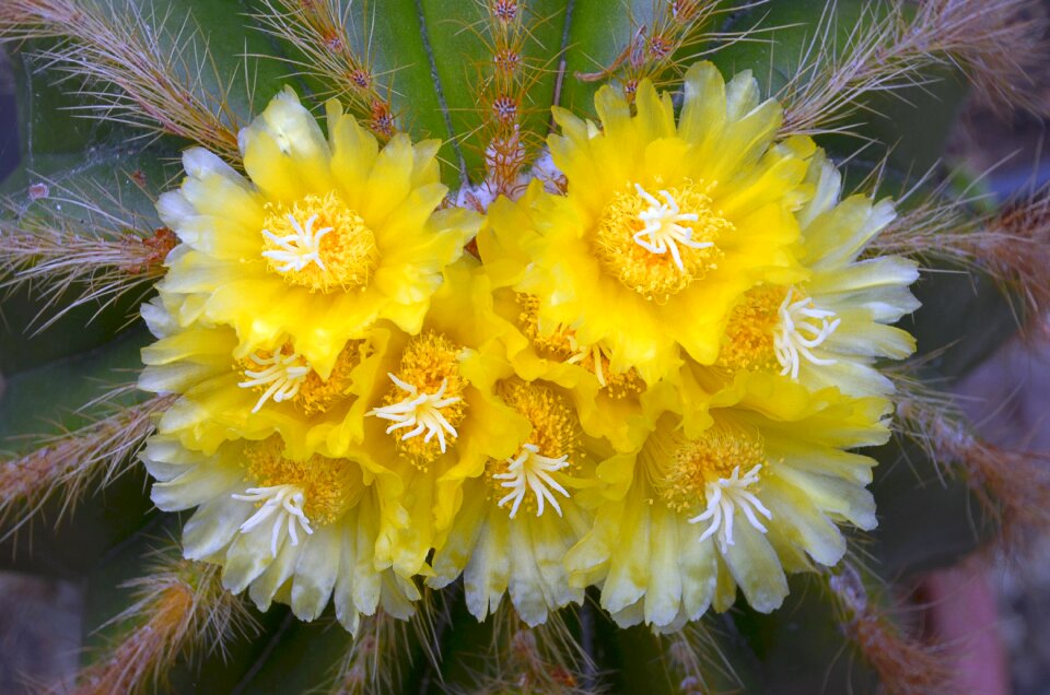 Blossom bloom plant