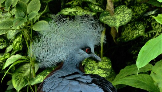 Bird nature garden