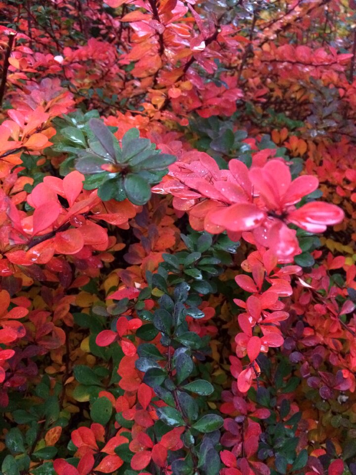 Blossom bloom ornamental shrub