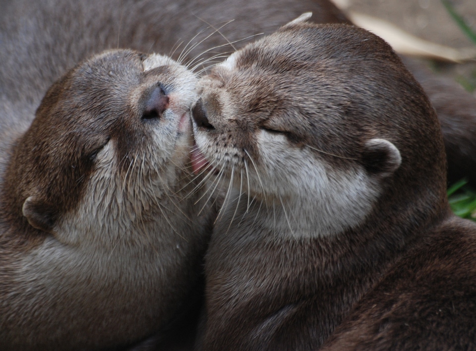 Otter close-up whiskers