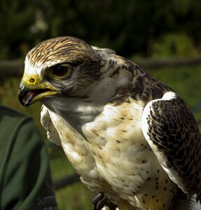 Falcon raptors close up