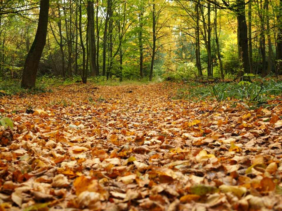 Fall color nature autumn light