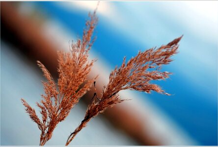 Reed dried lonely