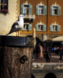 Sea close up birds