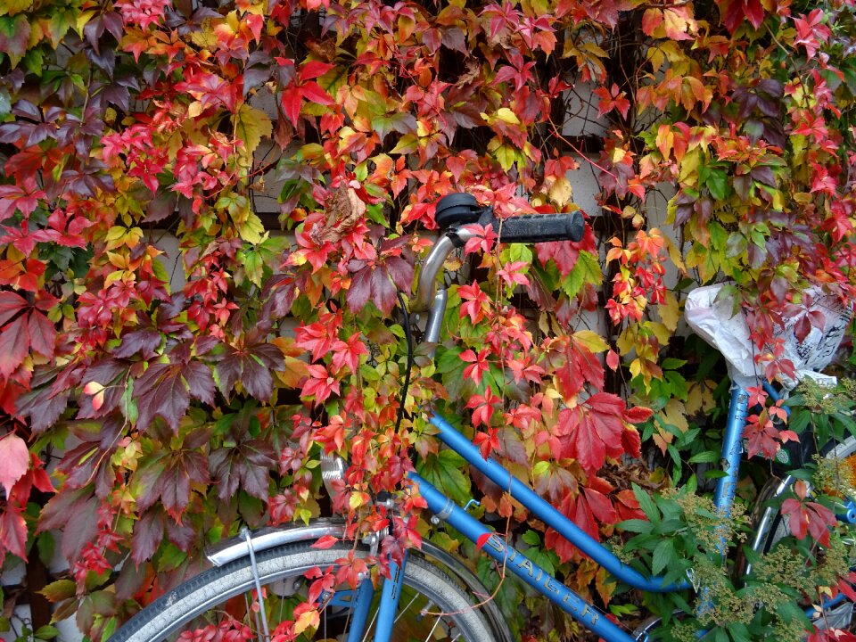 Wine colorful leaves fall leaves