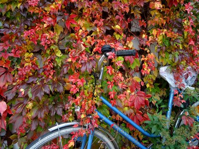Wine colorful leaves fall leaves