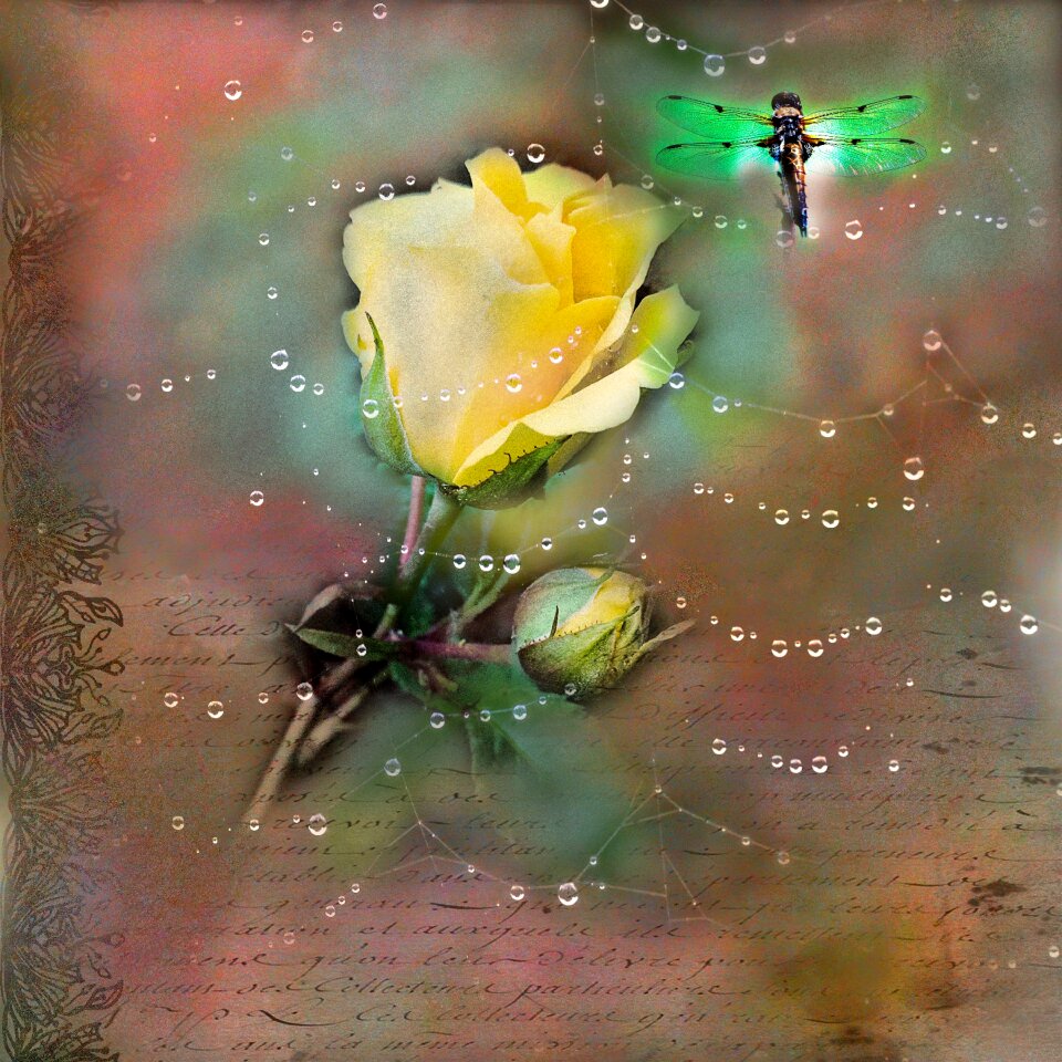Roses one rose flowers