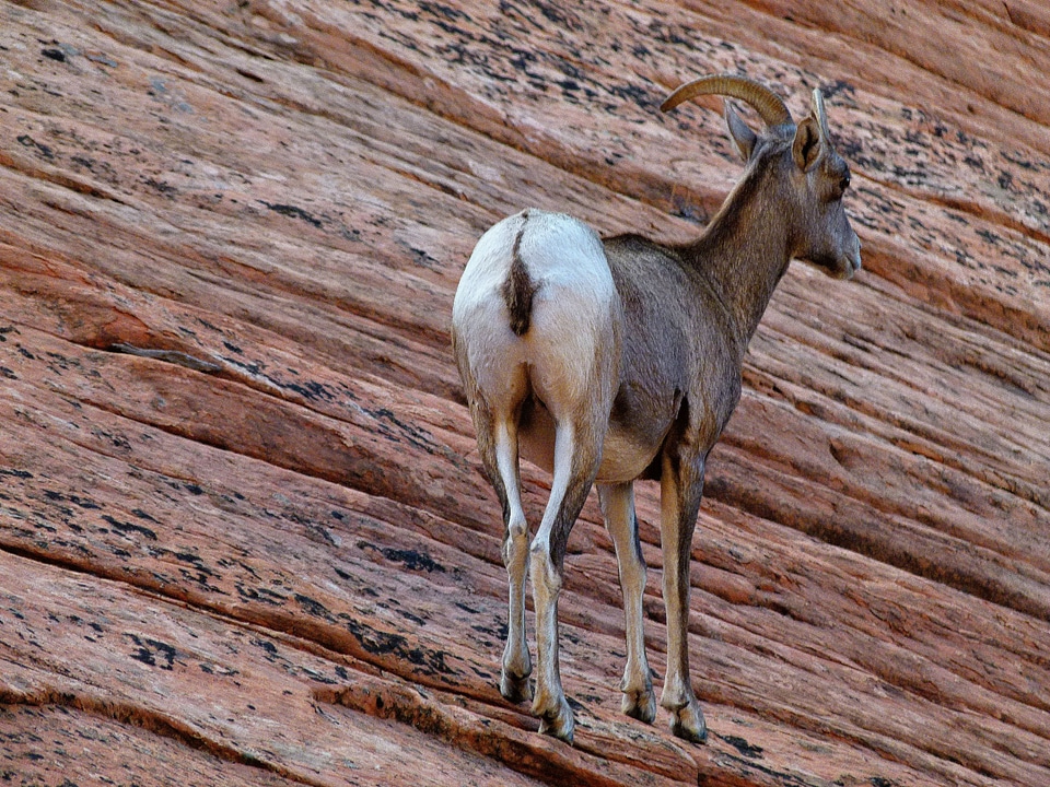 Wild life zion national park utah photo