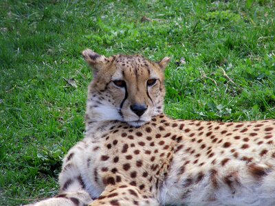 Cheetah chita big cat