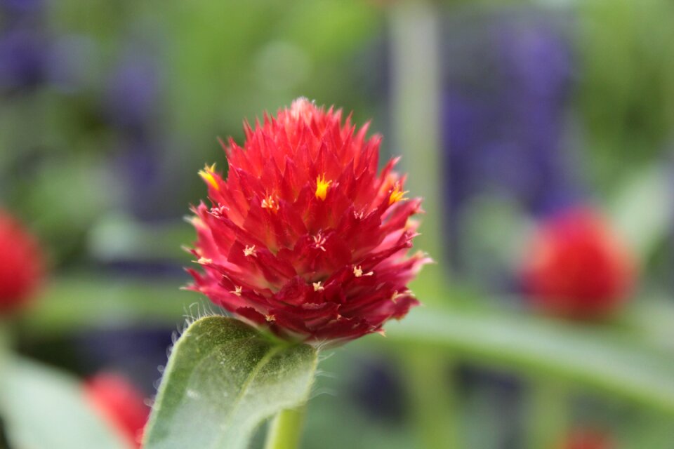 Botanical gardens denver