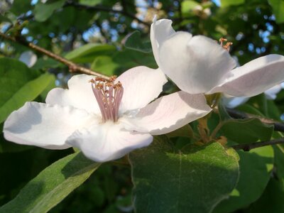 White flower nature petals