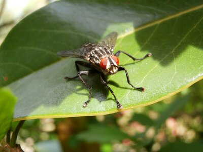 Fly insect macro